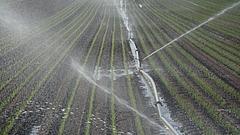 Gemüseerzeuger müssen ihre Felder regelmäßig wässern. Bild: Sabine Weis