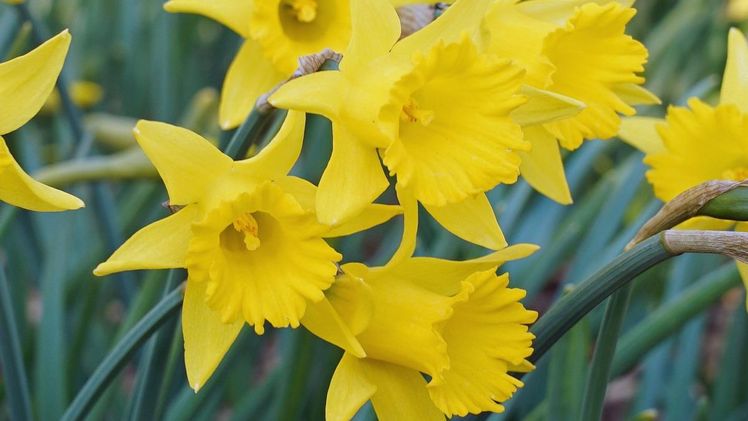 Im Garten erobern sich gelbe Narzissen langsam ihren Platz zurück. Vor allem botanische Varianten erleben gerade einen Aufschwung, wie die trompetenförmige Narcissus asturiensis 'Piccolini'. Bild:  fluwel.de. 