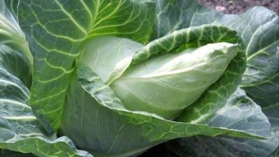 Spitzkohl: Der Name ist Programm. Bild: RLV.