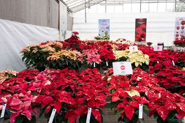 Impressionen von den Open Days bei Lazzeri. Bild: Lazzeri.