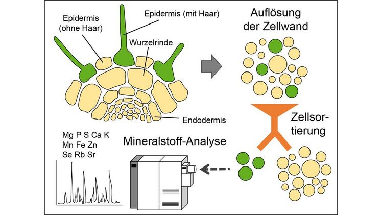 Bestimmung der Konzentration von Mineralstoffen. Bild: IPK Leibniz-Institut.