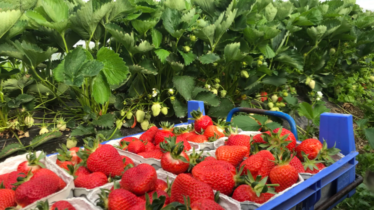 Niedersachsenweit werden laut LSN für das Jahr 2026 etwa 18.100 Tonnen Erdbeeren erwartet. Bild: Landvolk.