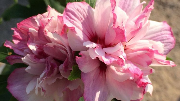 Hibiscus syriacus ‘Miss Silvia‘ vom Baumschule Manfred Schröder, Westerstede. Bild: Park der Garten.