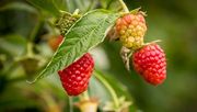 Himbeeren wachsen in einem Folientunnel der Versuchsstation für Beerenobst der Landwirtschaftskammer Niedersachsen in Langförden (Stadt Vechta) heran. Auf den Flächen der Kammer wird in zahlreichen Versuchen weiter an der Qualität der heimischen Himbeeren gefeilt. Archivfoto: Ehrecke/Landwirtschaftskammer Niedersachsen.