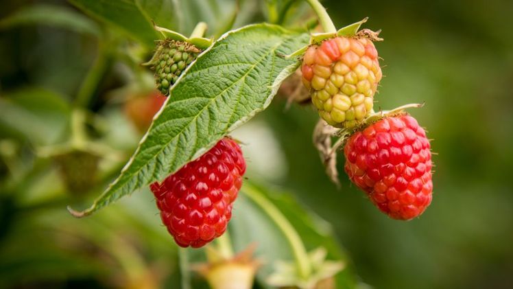 Himbeeren wachsen in einem Folientunnel der Versuchsstation für Beerenobst der Landwirtschaftskammer Niedersachsen in Langförden (Stadt Vechta) heran. Auf den Flächen der Kammer wird in zahlreichen Versuchen weiter an der Qualität der heimischen Himbeeren gefeilt. Archivfoto: Ehrecke/Landwirtschaftskammer Niedersachsen.