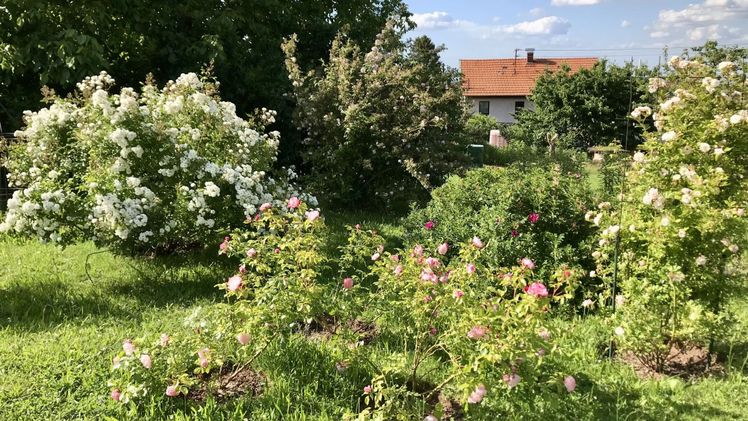 Sieben private Gärten sind in diesem Jahr beim „Tag der offenen Gartentür" in Bad Herrenalb für Besucher geöffnet. Bild: Gabriele Döhler.