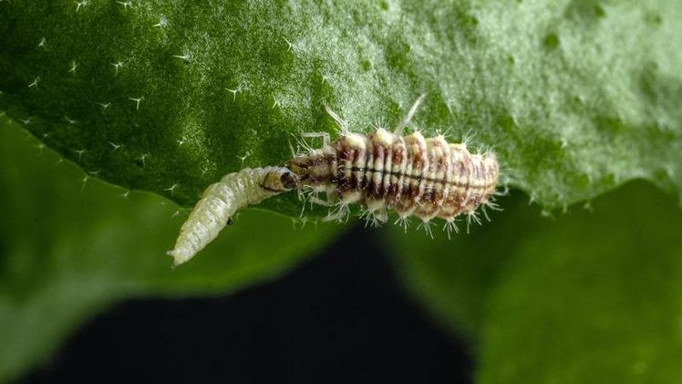 Im Würgegriff: Die Larve einer Grünen Florfliegen (Chrysoperla carnea, rechts) attackiert die Raupe einer Kohlmotte (Plutella xylostella). Bild: Anna Schroll.