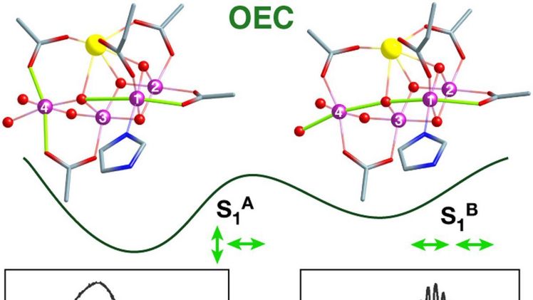 Zwei Isomere des wasseroxidierenden Katalysators mit Hilfe von Quantenchemie und EPR Spektroskopie entdeckte strukturelle Heterogenität. Bild: MPI für Kohlenforschung.