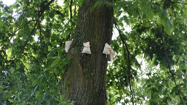 Stoffsäckchen an befallenen Bäumen. Bild: SAUTTER & STEPPER GmbH.