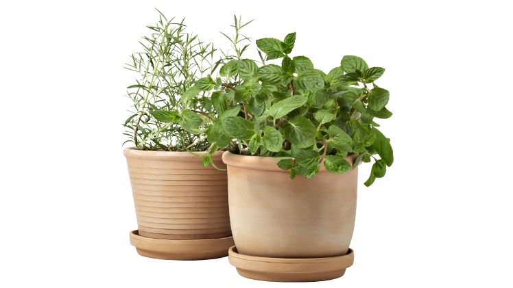 Terraneo® Herbs: passend zum Trendthema Kräuter. Bild: Emsa.