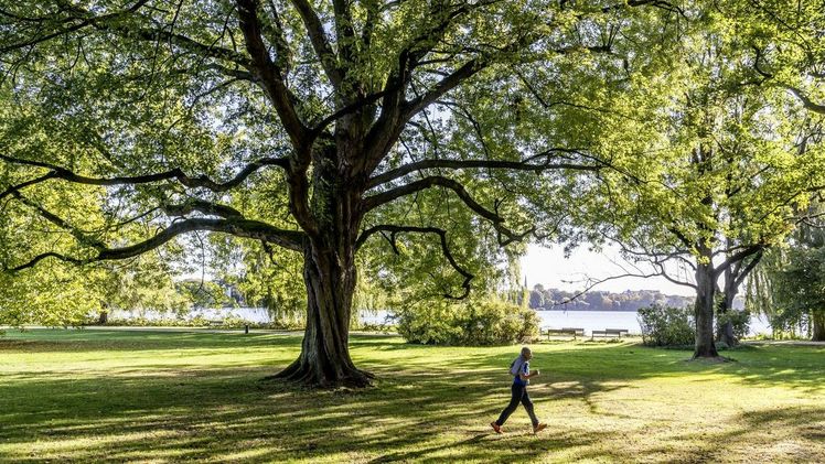 Jogger in einem Hamburger Park, Foto: Graf Luckner für BdB/ENA. 