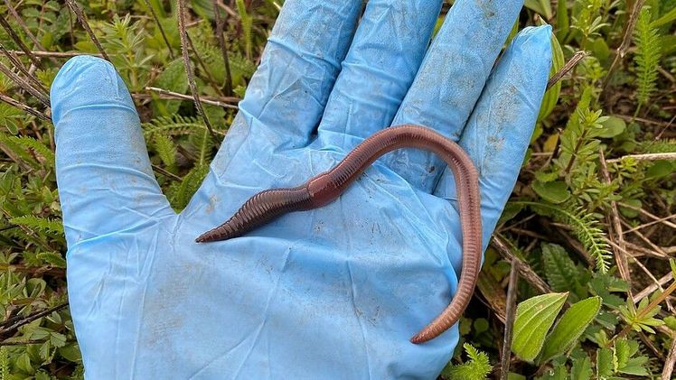 Forschende des JKI weisen in Studie unter Blühstreifen dreimal so viele Regenwürmer nach, wie unter den angrenzenden Winterraps- bzw. Bild: Weizen. © A. Vaupel/JKI.