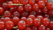 In der Schweiz werden wöchentlich rund 50 Tonnen Johannisbeeren erwartet. Bild: GABOT.