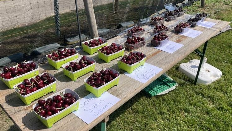Die verschiedenen Kirschensorten sind Segen und Fluch zugleich. Bild: Renate Hodel, lid.