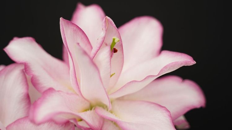 Die Double Oriental Anouska hat eine schöne rosa Farbe. Bild: Moerman Lilium.