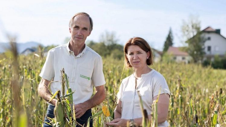 Michaela Langer-Weninger, Agrarlandesrätin in Oberösterreich und Wolfgang Winkler, Landesdirektor der Österreichischen Hagelversicherung in Oberösterreich, auf einem von Hagel geschädigten Maisfeld. Bild: Österreichische Hagelversicherung.  