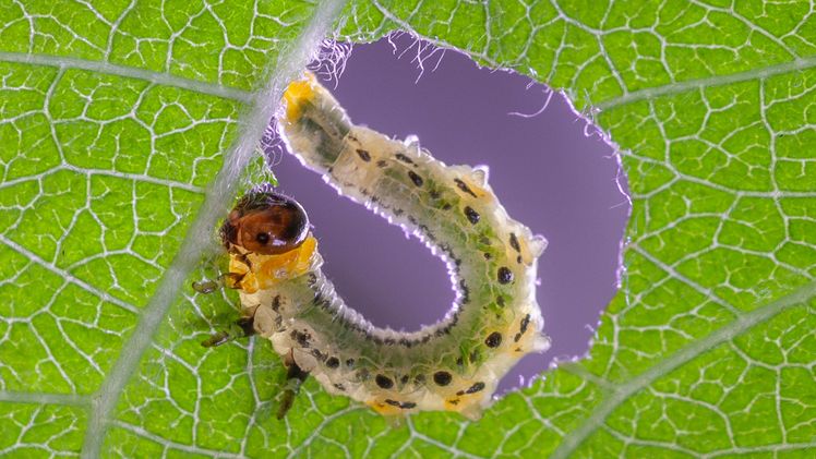 Eine Larve der Kleinen Weidenblattwespe (Nematus pavidus) frisst an einem Weidenblatt. Bild: Sascha Rösner.