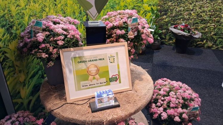 Gold beim GreenGrandPrix 2025: Spiraea japonica 'JW1' (RICK STAR®). Bild: GABOT. Gold beim GreenGrandPrix 2025: Spiraea japonica 'JW1' (RICK STAR®). Bild: GABOT.