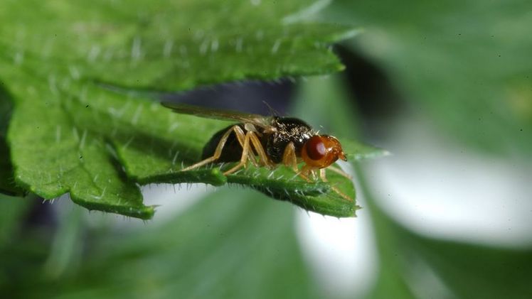 Möhrenfliege: subtropische Temperaturen setzen ihr zu. Bild: Agroscope.