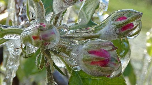 Eisumhüllte Apfelblüte nach Frostschutzberegnung.