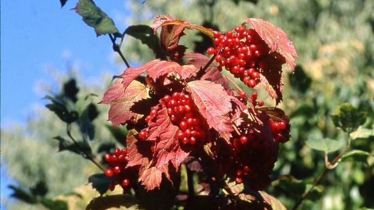 Handtellergroße Fruchtdolden des Gemeinen Schneeballs (Viburnum opulus) schmücken das heimische Gehölz im Herbst und Winter und bieten Vögeln eine willkommene Nahrungsquelle. Bild: GMH/GBV.