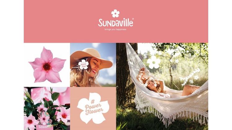Sundaville® Pflanzen sind etwas ganz Besonderes und bieten im Vergleich zu ihren Konkurrenten viele Vorteile. Bild: Sundaville®.