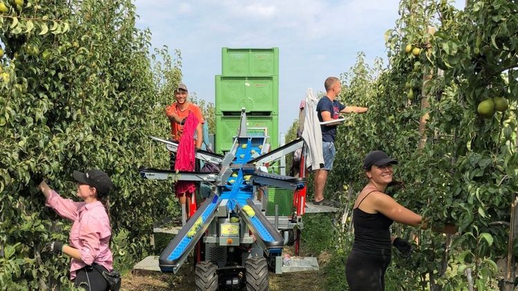 Praxistest mit RFID soll das manuelle Etikettieren von Erntekisten überflüssig machen. Bild: Munckhof Fruit Tech Innovators.