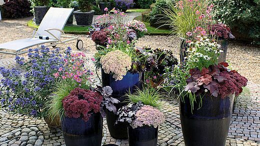 Groß wie nie ist die Auswahl an herbstlich leuchtenden Pflanzen in diesem Jahr. Ob filigrane Gräser, blühende Stauden, die Insekten anziehen oder edler Blattschmuck - für jeden Platz ist das richtige dabei im „Jubiläumsprogramm“ der Gärtnereien, wenn sie mit „Herbstlich willkommen“ einladen, den Herbst zu feiern. Bild: Kientzler.