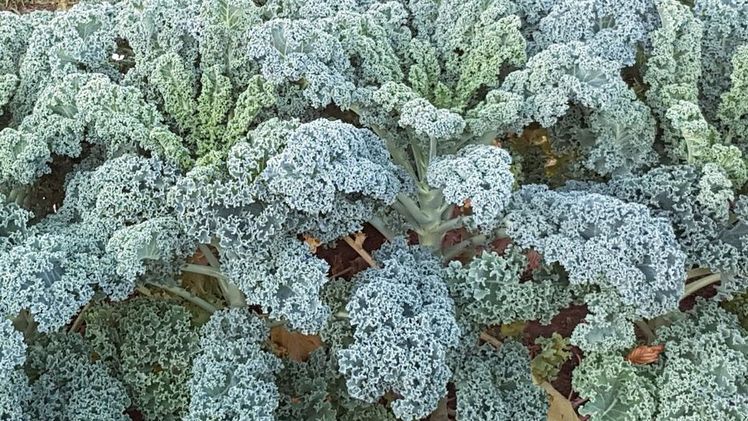 Die Anbaufläche in Schleswig-Holstein ist überschaubar. Die Befürchtung in Corona-Zeiten, es könnte aufgrund eines geringeren Absatzes in Restaurants zu Überhängen kommen, besteht hierzulande deshalb nicht. Bild: GABOT.