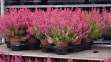 Gut vorbereitet in die Herbstsaison: PlusPlants Kundentage und Gardengirls Heidelights am 16. und 17. September 2026 in Geldern. Bild: GABOT.