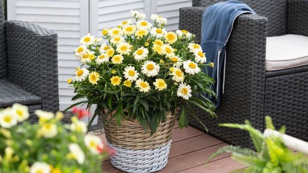 Die Blütenblätter von 'Sweet Daisy Izabel' – die erste gelbe Sorte im Sortiment – blüht anfangs in einem leuchtend satten Gelb. Bild: Dümmen Orange.