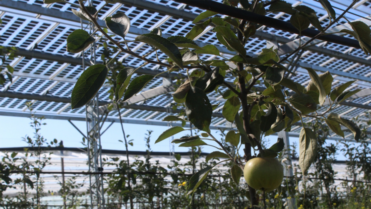 Agri-PV-Anlage über Apfelbäumen in Rheinland-Pfalz. Wie es bald mehr von diesen Anlagen geben könnte, untersucht das Projekt SynAgri über die nächsten drei Jahre. Bild: Fraunhofer ISE. 