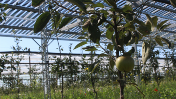 Apfelbaum unter einer Agri-PV-Anlage. Bild: © Fraunhofer ISE.