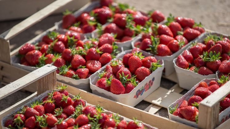 Erdbeeren - Bild: VSSE e.V./Christoph Göckel.