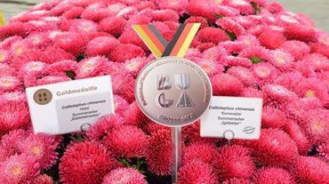 Für das umfangreiche exquisite Sommerasternsortiment in einer überragenden Vielfalt an Sorten und Arten in begeisternder gleichbleibender Qualität vergab das Preisgericht eine Große Goldmedaille der Deutschen Bundesgartenschaugesellschaft an Rose Saatzucht aus Erfurt.