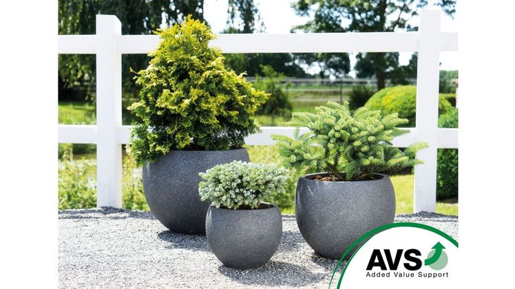 Qualitätsstarke Koniferen bei der Added Value Support GmbH. Bild: AVS.