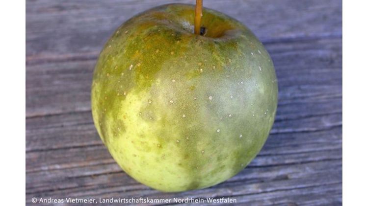 Rußfleckenkrankheit an Apfel. Bild: Andreas Vietmeier.