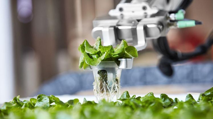 Roboterarme setzen die Gemüsepflanzen um. Bild: Iron Ox.
