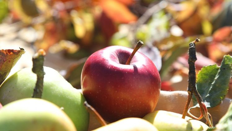 Das Antragsverfahren des Pilotprojektes Ertragsversicherung im Obst- und Weinbau läuft ab 16. Dezember 2019 bis 1. März 2020. Bild: Elke Lehnert.