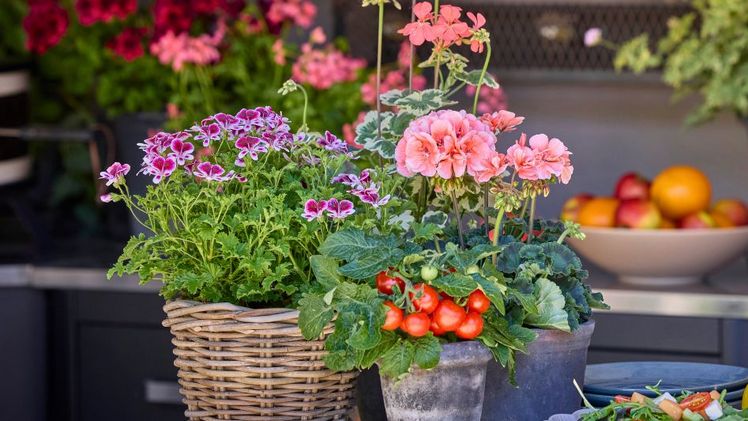 In milden Jahren können Geranien bis weit in den Spätherbst hinein blühen. Bild: Pelargonium for Europe.