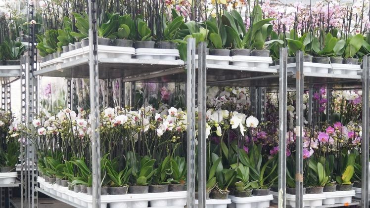 Die Verkaufsförderung mit Orchideen startet dieses Jahr bereits zum vierten Mal. Bild: GABOT.