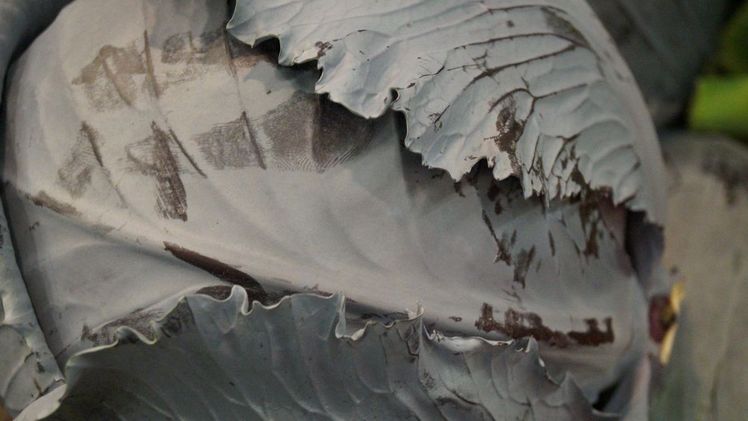 Ein wahres Lagerwunder ist der Rotkohl. Bild: GABOT.