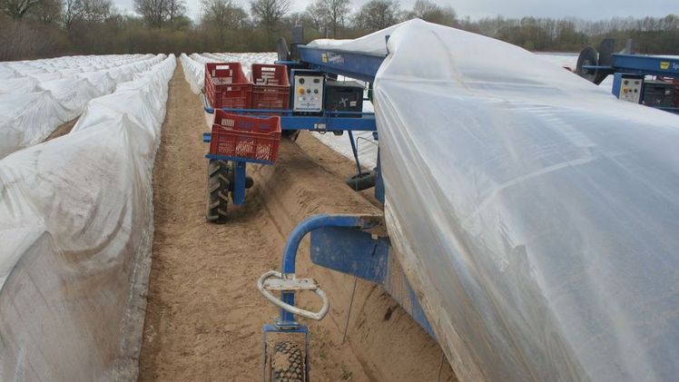 In Thüringen fällt die durchschnittliche Spargelernte geringer aus. Bild: GABOT.