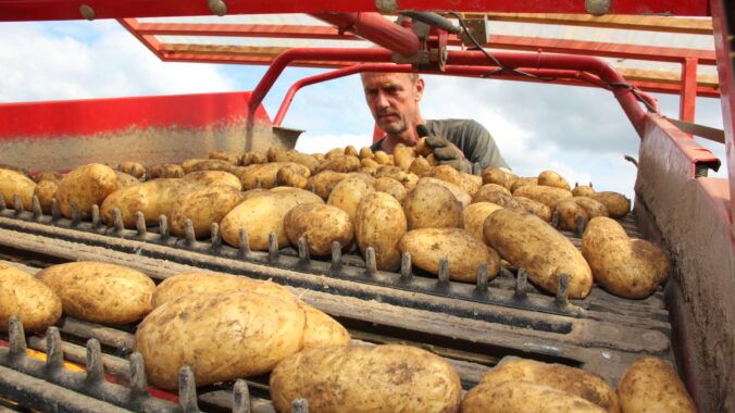 Weltweit rangiert Deutschland mit 271.600 Hektar (ha) Kartoffelanbaufläche an sechster Stelle. Bild: Landvolk.