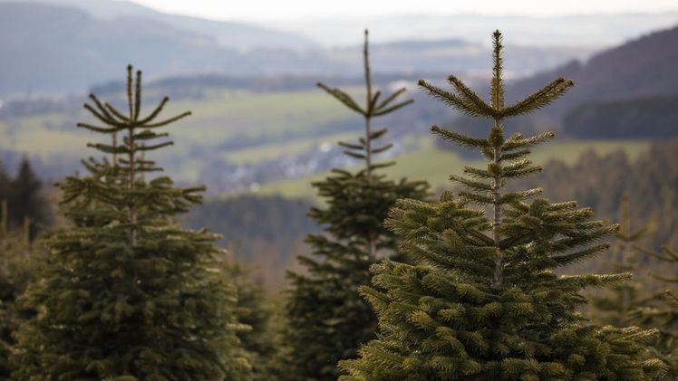 Der formschöne Weihnachtsbaum lässt sich nur mit sehr hohem Zeitaufwand großziehen und erfordert dabei viel fachmännisches Know-how. Foto: Heidi Bücker.