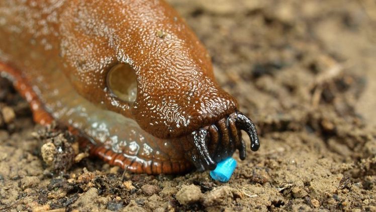 Sluxx HP ist ein schnellwirkender Schneckenköder für die Anwendung in einem breiten Anwendungsbereich. Bild: Neudorff.