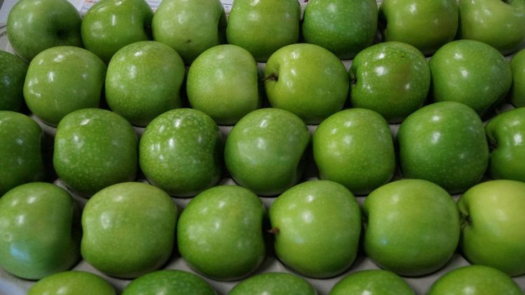 Äpfel - frisch geerntet zählen sie zu den klimafreundlichsten Lebensmitteln. Bild: GABOT.