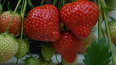 Durch den Anbau von Erdbeeren im Unterglasanbau kann die Erdbeersaison von etwa Mitte April bis in den Dezember verlängert werden. Bild: Sabine Weis.