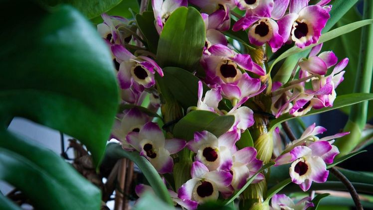 Die Schönheit der Orchideen bezaubert die Menschheit schon seit tausenden von Jahren. Bild: Orchidsinfo.