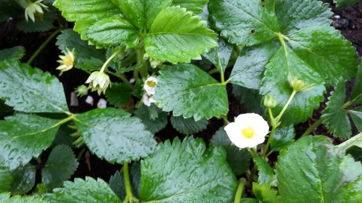 Rund 20% niedrigere Erträge führen zu höheren Preisen bei Erdbeeren. Bild: GABOT.